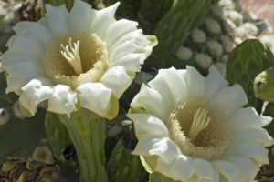 Carnegiea_gigantea_(Saguaro_cactus)_blossoms