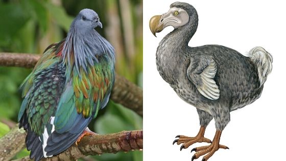 Dodo-Bird-and-The-Nicobar-Pigeon