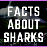 25 Fishy Facts About Sharks You Have To Know