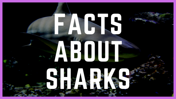 25 Fishy Facts About Sharks You Have To Know