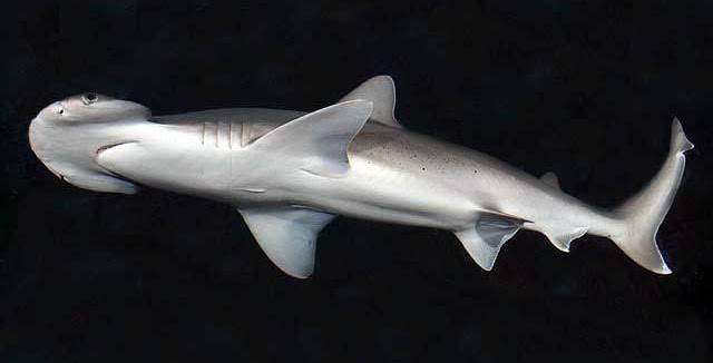 tiburo hammerhead shark